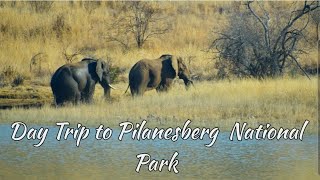 South Africa Pilanesberg National Park [upl. by Etnaed56]