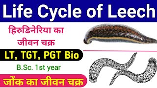 hirudinaria ka jeevan chakra  life cycle of hirudinaria granulosa  life cycle of a leech  lt tgt [upl. by Lihas307]