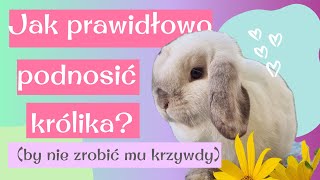 ODC 7 Jak PRAWIDŁOWO podnosić królika Opieka nad królikiem mini lop LOVELYLOPSPOLAND [upl. by Enilrem]