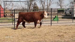 Lot 12  2024 Performance Unlimited Bull Sale [upl. by Ladd]