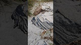 Menschenleerer Strand mit rauher Ostsee  Neuendorf auf der Insel Hiddensee  28102024 travel 1k [upl. by Jonas]