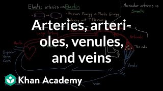 Arteries arterioles venules and veins  Health amp Medicine  Khan Academy [upl. by Anertac]