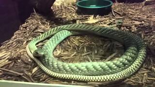 West African Green Mamba at the Kentucky Reptile Zoo [upl. by Seale]