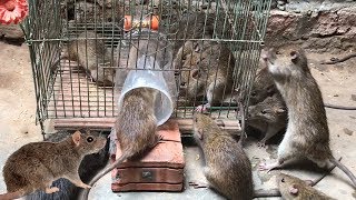 Best Rat Trap 2019 🐀 15 Mice in trapped 1 Hour 🐭 Mouse Rat trap 👍 How to Make Rat Trap [upl. by Aret404]