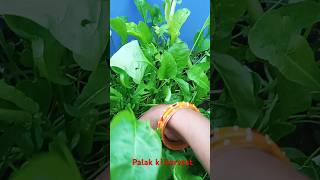 Terrace garden mein palak ki harvestingyoutubeshorts viralvideo [upl. by Nonna]