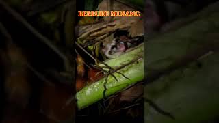 hunting weaselsberburu musang [upl. by Mihalco]