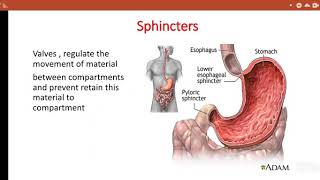 Digestive system part 2sphinctersoral cavity peristalsis pharynx الجهاز الهضمي [upl. by Alenson]