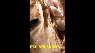 Long Saphenous Vein Nerve and Pes Anserinus with Clinical Aspects  Sanjoy Sanyal [upl. by Scherle57]