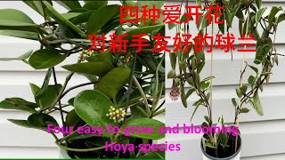 四种好养爱开花的球兰，对新手特别友好Four easytogrow and blooming Hoya species that are friendly to beginners [upl. by Anaiuq347]