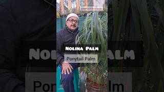 PonyTail Palm or Nolina Palm  A LowMaintenance AirPurifying Beauty indoorplants [upl. by Anawt717]