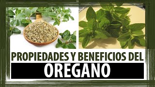 PARA QUE SIRVE EL OREGANO  PROPIEDADES Y BENEFICIOS DEL OREGANO [upl. by Alexia645]