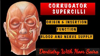 CORRUGATOR SUPERCILLI MUSCLE SIMPLIFIED  ORIGININSERTIONINNERVATION AND FUNCTION MADE EASY [upl. by Ahsilam]