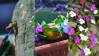 How To Grow Yesterday Today amp Tomorrow Plant In Summer  How to grow Brunfelsia Latifolia plant [upl. by Ahtabbat]