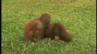 Best of Borneo Orangutan Survival Foundation BOS [upl. by Anwat432]