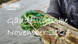 Gäddflugfiske i November 2024  Pike fly fishing in November 2024 [upl. by Dilaw]