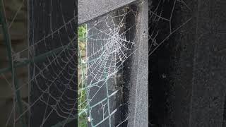 Ballymore Eustace Ireland frost ireland web spider web nature harrypotter magic [upl. by Ahsienaj]