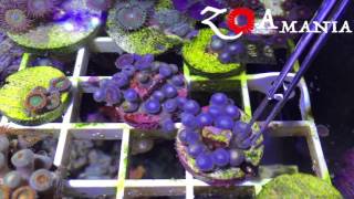 ZoAMania  how to clean zoas from bacterial films 1 [upl. by Hoffmann589]