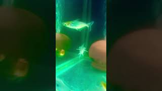 shorts amazing silver Shark fish 🦈🦈 aquarium shorts subscribe subscriber [upl. by Mozza369]