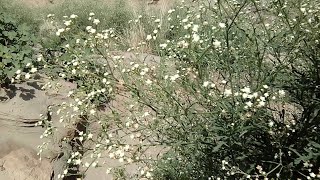 Benefits of Santa Maria Feverfew Plant [upl. by Coward]