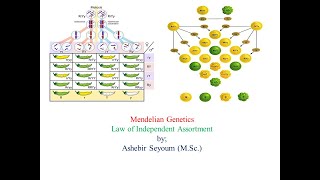 Mendelian Genetics Part Two Law of Independent Assortment [upl. by Ramyar492]