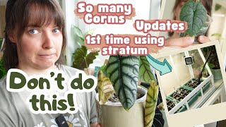 Alocasia Care Day  Corms Pon Updates Stratum  2 New Alocasias [upl. by Osnofedli196]