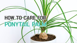 BEST TIPS  HOW TO CARE FOR PONYTAIL PALM PLANT  BEAUCARNEA RECURVATA [upl. by Nama]