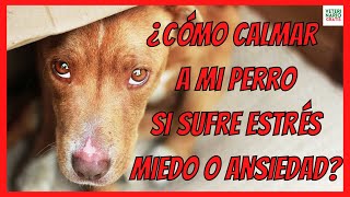 ❣️ ¿COMO CALMAR A MI PERRO SI SUFRE ESTRÉS O ANSIEDAD ❣️ [upl. by Nyleek]