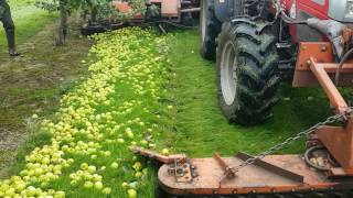 Cider apple harvest 2016 quotKnapple harvestingquot [upl. by Ebert]