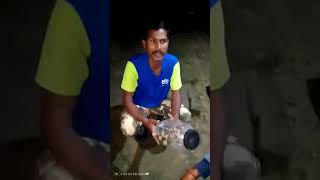 Banded Krait Sankachoor Snake 🐍 Rescue  Highly Venomous [upl. by Anelah]