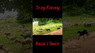 Trzy Korony Baca i Owce Mountain Goat Herders at the 3 Crown Mountain Peak poland owce short [upl. by Serg]