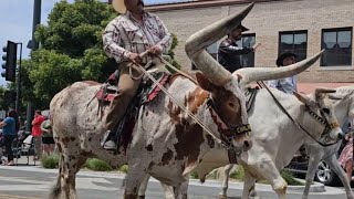 Desfile Rodeo en Salinas California 2023 [upl. by Ysle]