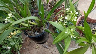 Prosthechea radiata e Prosthechea vespa cultivo [upl. by Sineray]