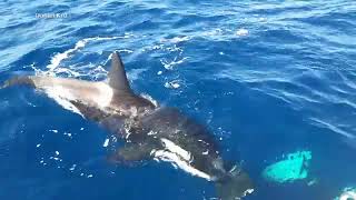 Video captures stunning moment of orca killing great white shark [upl. by Aik]