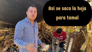 Sacando HOJA PARA TAMAL del cultivo de maíz en el campo Trabajo manual por parte de agricultores [upl. by Stinson959]