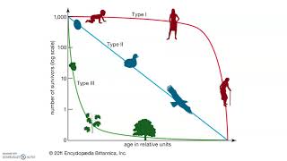 32 Survivorship Curves [upl. by Moscow]