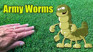 How to Kill Army Worms in the Lawn [upl. by Yanttirb]