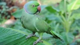 Malayalam talking Parrot its more than 30 year old [upl. by Marjana19]