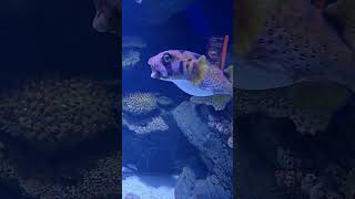 Giant puffer fish and blue spotted stingray in Australian Aquarium 🌊 australia aquarium rare [upl. by Llertnac43]