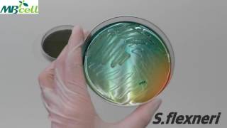 Hektone Enteric Agar [upl. by Hedvige700]