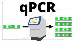 qPCR realtime PCR protocol explained [upl. by Anikas937]