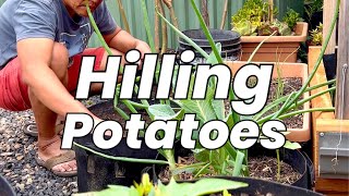 Hilling potatoes potentially more yields [upl. by Ynohtn]