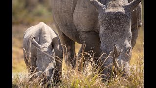 Big 5 encounter with Sebatan Private Reserve in Welgevonden Game Reserve [upl. by Anad]