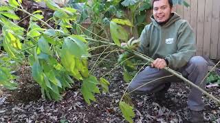 Growing Tropical Plants in Cold Climates Yuca Cassava Harvest in Virginia [upl. by Niloc51]