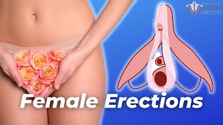 How a Female Erection Works [upl. by Adnohsal42]