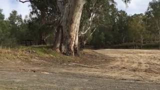 Twin Rivers Campground  Deniliquin NSW [upl. by Mycah]