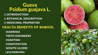 Psidium GuajavaGuavaAmrudPerala Botanical Description amp Medicinal Uses and explain in detail [upl. by Oria]