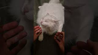 Blissful Bobin Series Chin rubs [upl. by Colbye]