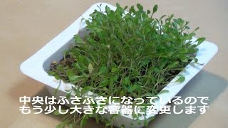 グロッソスティグマの水上栽培（植え替え）／Emersed Aquatic Plants Replanting Aquatic Plants [upl. by Dnalyag363]