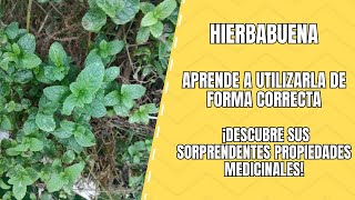 Hierbabuena Propiedades Medicinales y Cómo Aprovecharla [upl. by Christabelle]