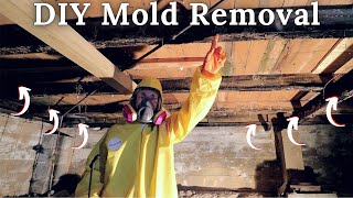 DIY Mold Remediation  Homestead Farmhouse Renovation Ep 2 [upl. by Packton624]